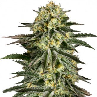 Kush-N-Cheese Auto Fem.