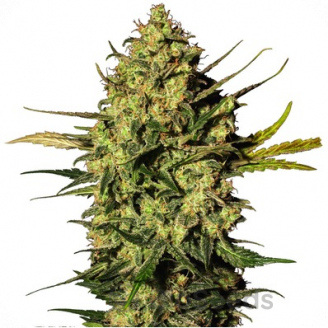 Dr. Feelgood CBD Auto Fem.