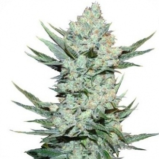 Tangie'matic Auto Fem.