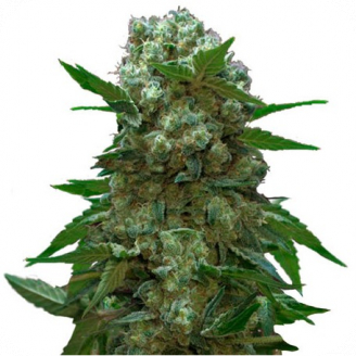 Семена марихуаны купить сорт АК 47 Reg.