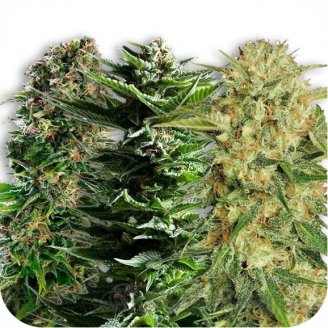 Collection Mix Auto Fem.