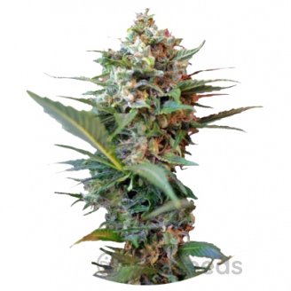 Big Devil XL Auto Fem.