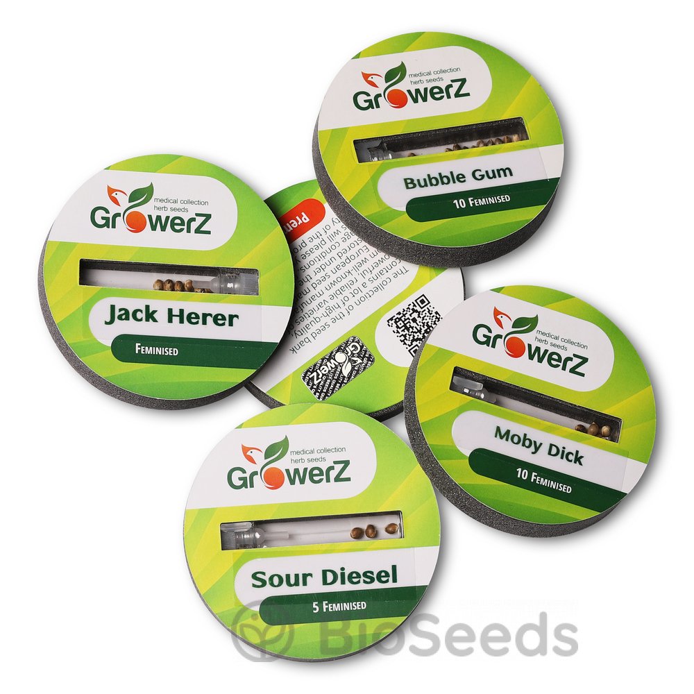 Northern Lights Fem.