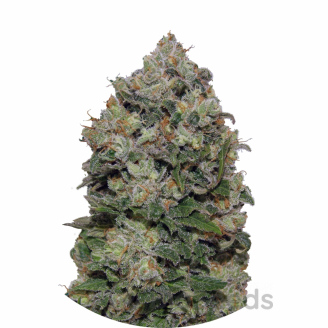 Northern Lights Fem.