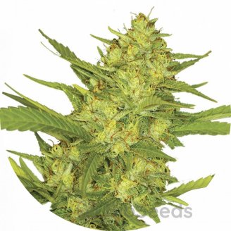 Sour Diesel Fem.