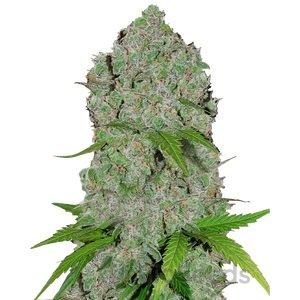 Gorilla Cookies Auto Fem.