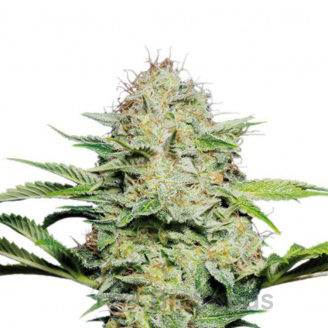 Super Lemon Haze Auto Fem.