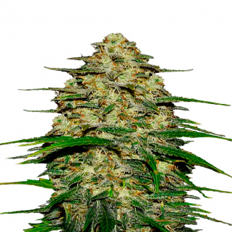 Wedding Cake Auto Fem.