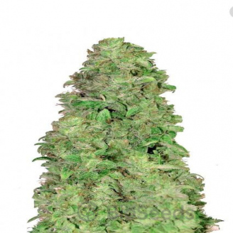 Mimosa Cake Auto Fem.