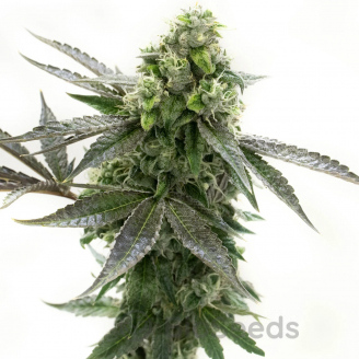 Blackberry Auto Fem.