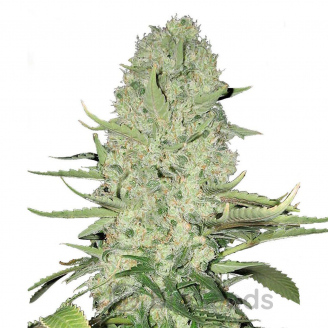 White Widow Auto Fem.