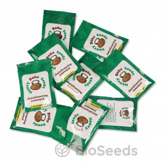 Brooklyn Sunrise Auto Fem.