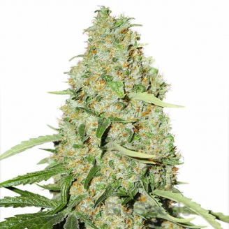 Brooklyn Sunrise Auto Fem.