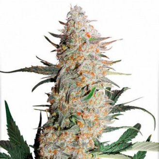 Orange Bud Auto Fem.