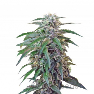 Green Poison Auto Fem.