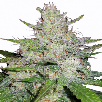 Think Different Auto Fem.