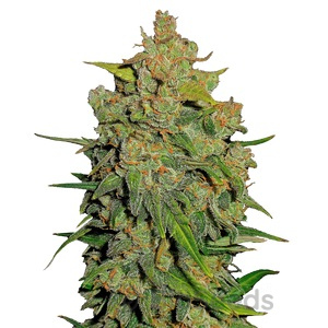 Fast Bud Auto Fem.