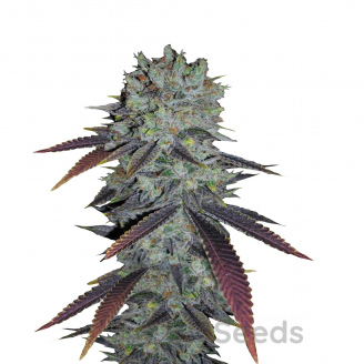 Fastberry Auto Fem.