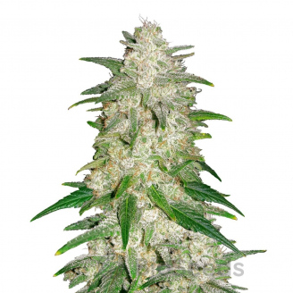 Forbidden Runtz Auto Fem.