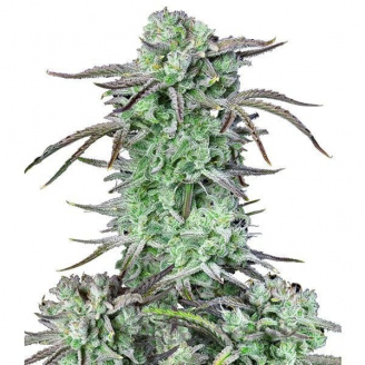 Strawberry Banana Auto Fem.