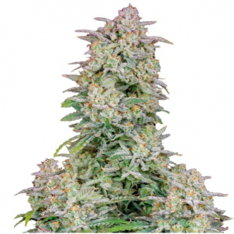 Wedding Glue Auto Fem.