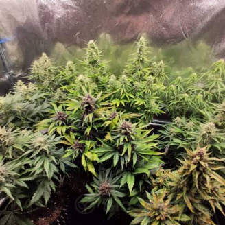 Blackberry Moonrocks Auto Fem.