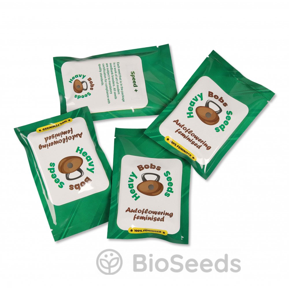 Florida Sunrise Auto Fem.