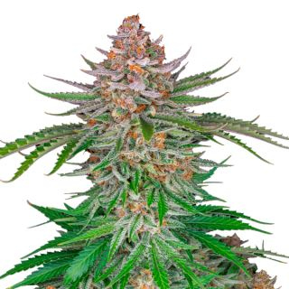 Strawberry Gorilla Auto Fem.