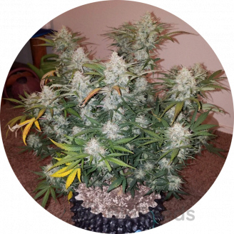 Cream Caramel Auto Fem.