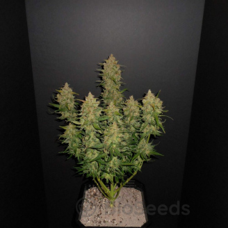 AK 47 Auto Fem.