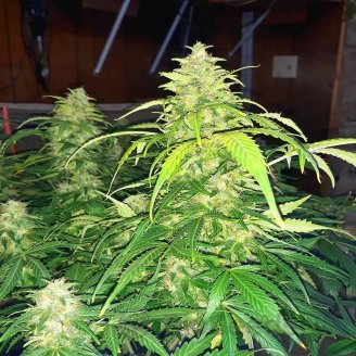 Apple Betty Auto Fem.