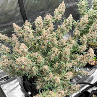 Godzilla Cookies Auto Fem.