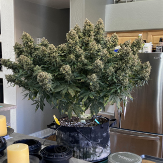 Quarter Pounder Auto Fem.