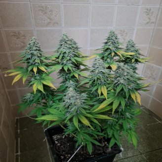 AK 47 Fem.