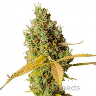 Orange Creampop Fem.