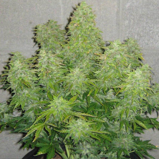 AK 47 XL Auto Fem.