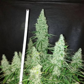 Black Widow Auto Fem.