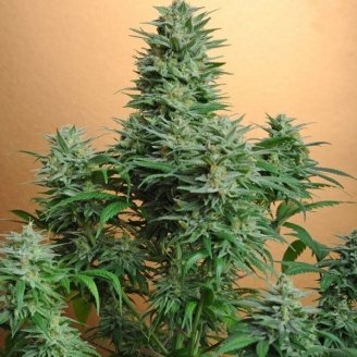 Papaya Cookies Auto Fem.