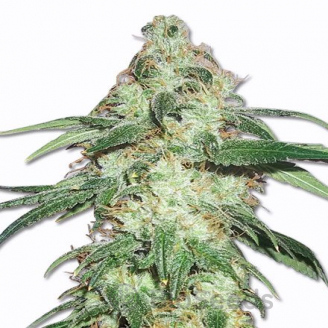 Pound Cake Auto Fem.